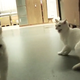Illustration for article titled IKEA Let Loose a Herd of 100 Cats Into Store to See What Happens